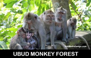 ubud-monkey-forest