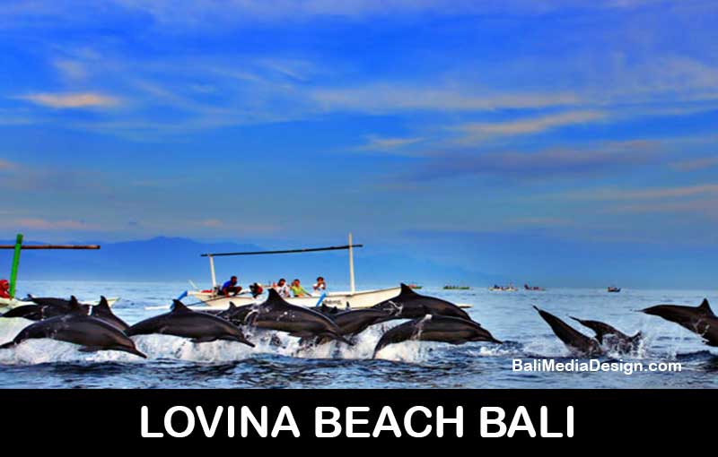 dolphin-tour-bali- professional bali tour driver-private transport service-transportation service- bali day tours, bali day tour package