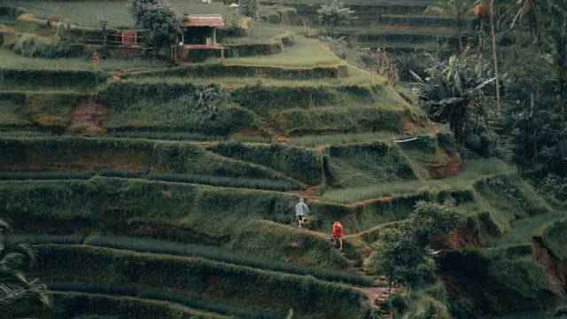 Tegalalang Rice Terrace