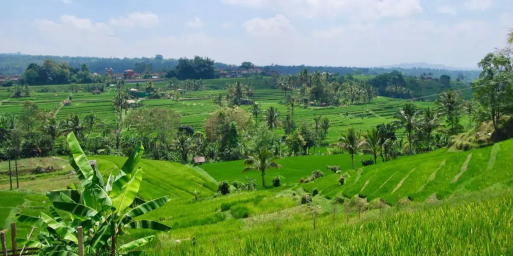 Jatiluwih Green Land