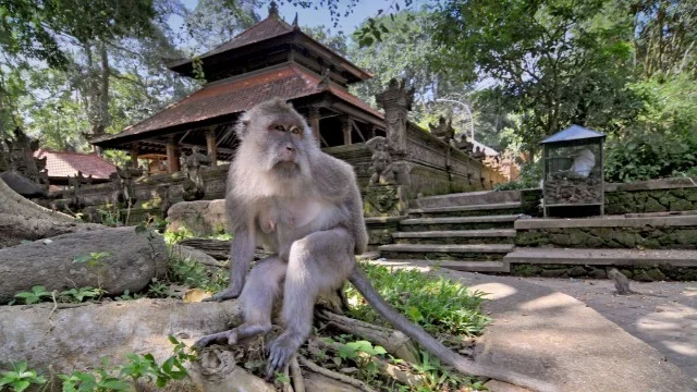 Ubud Sacred Monkey Forest