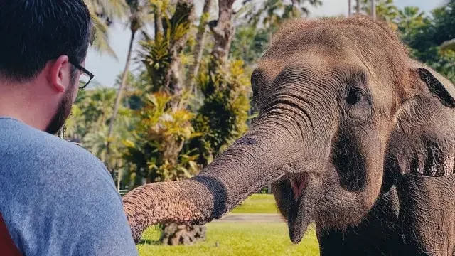 Elephant Bali